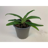 Paphiopedilum primulinum (Jgpfl.)