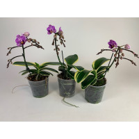 Doritaenopsis Sogo Vivien 'marginata' (1 Rispe) -Sparset-