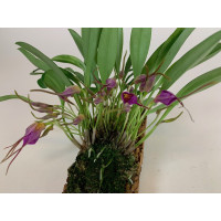 Masdevallia glandulosa (10+ Stiele)