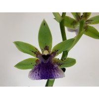 Zygopetalum Impasto Green (Jgpfl., frisch getopft)