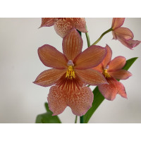 Burrageara Nelly Isler 'Orange' (1 Rispe)