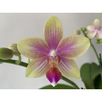 Phalaenopsis Biondoro (1 Rispe)