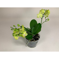 Doritaenopsis Table Lemon (2-3 Rispen)