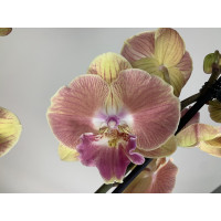 Phalaenopsis Grape Fruit (2 Rispen)