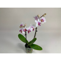 Doritaenopsis Alice (2 Rispen)
