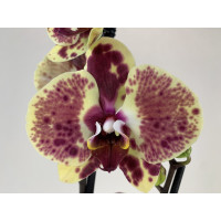 Phalanopsis Blood Rain (2 Rispen)