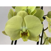 Phalanopsis Limoncello (2 Rispen)