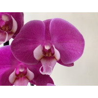 Phalanopsis Blueberry Cream (2 Rispen)