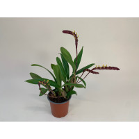 Bulbophyllum falcatum 