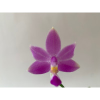 Phalaenopsis violacea 'Mentawai' (Jgpfl.)