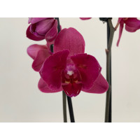 Phalaenopsis Parvarotti 'Peloric' (2 Rispen)