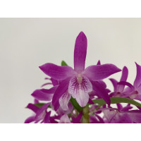 Dendrobium Rainbow Pink