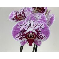 Phalaenopsis Fireworks (2 Rispen)