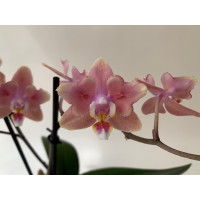 Phalaenopsis Odorion 'Peloric' (2 Rispen)