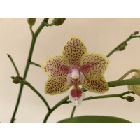 Phalaenopsis Cousteau (2 Rispen)