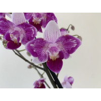 Phalaenopsis Peloric Treasure (1 Rispe)