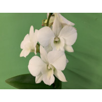 Dendrobium Sa-Nook 'Coconut Dream' (1 Rispe)