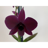 Dendrobium Sa-Nook 'Thailand Black' (2 Rispen)