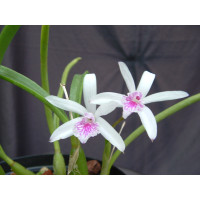 Laelia lundii