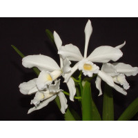 Laelia purpurata 'alba'