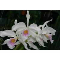 Laelia purpurata var. russelliana 'Brusque' x 'Anja'