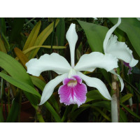 Laelia purpurata 'roxo bispo'