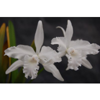 Laelia lobata var. alba 'Schneeweißchen'