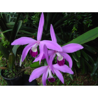 Laelia perrinii (Jgpf.)