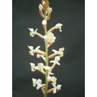 Ludisia discolor (5-7 Rispen)