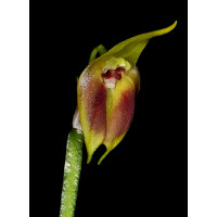 Masdevallia pinocchio