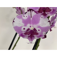 Phalaenopsis Magic Art 'Kizz' (2 Rispen)
