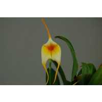 Masdevallia Amazone 'Dracona' (2-3 Stiele)
