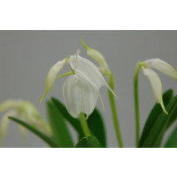 Masdevallia tovarensis (5+ Stiele)
