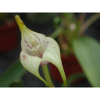 Masdevallia corriacea