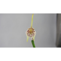 Masdevallia guttulata