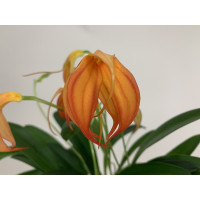 Masdevallia ignea x Amazone 'Dracona' (2-3 Stiele)
