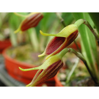 Masdevallia pyxis