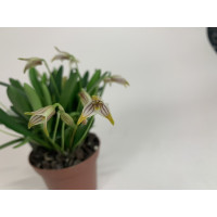Masdevallia striatella (3-5 Blüten)