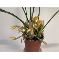 Maxillaria brunnea (blühstark, nicht in Knospe/Blüte)