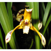 Maxillaria picta (in Blüte/Knospe)
