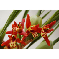 Maxillaria tenuifolia