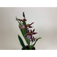 Oncidium Titanium Treasure