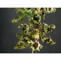 Odontocidium Hansueli Isler (1 Rsipe)