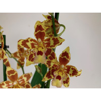 Odontocidium Tiger Tail (2 Rispen)