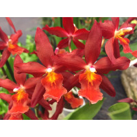 Odontoglossum Chayenne (2 Rispen)