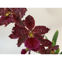 Odontoglossum Purple Sky (2 Rispen)