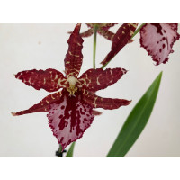 Odontoglossum Violetta von Holm (1 Rispe)