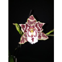 Odontoglossum Zebra (1 Rispe)