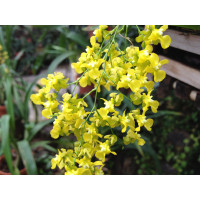 Oncidium cheirophorum (1-2 Rispen)