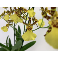 Oncidium Honey Bee (1 Rispe)